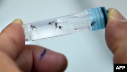 Dengue